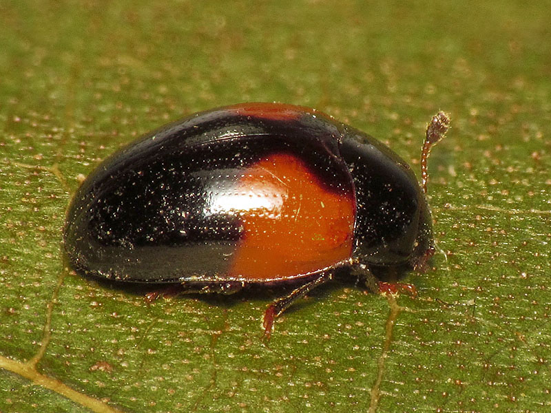 Erotylidae: Tritoma bipustulata